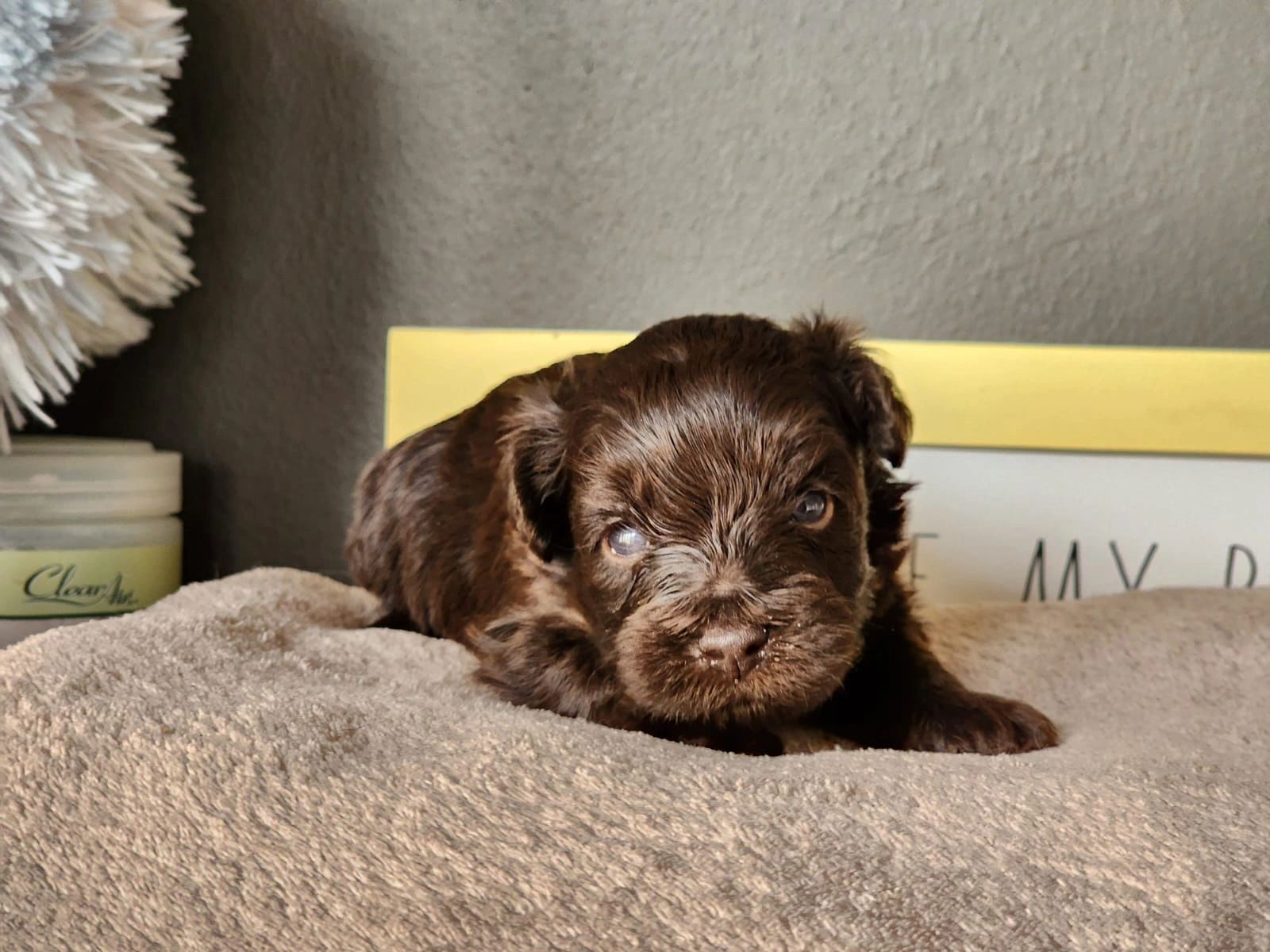 Current IS Puppies